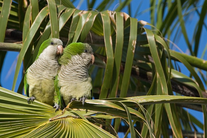 Mnchsittich Mysiopsitta monachus Monk Parakeet